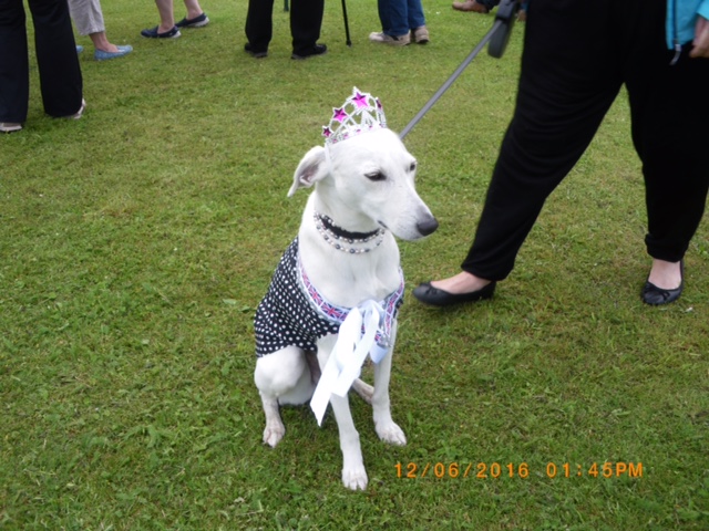 Dog show at Q90B Dog show at Q90B